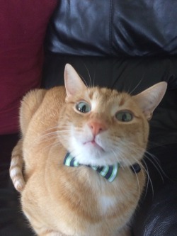 unflatteringcatselfies:  matthew is fancy