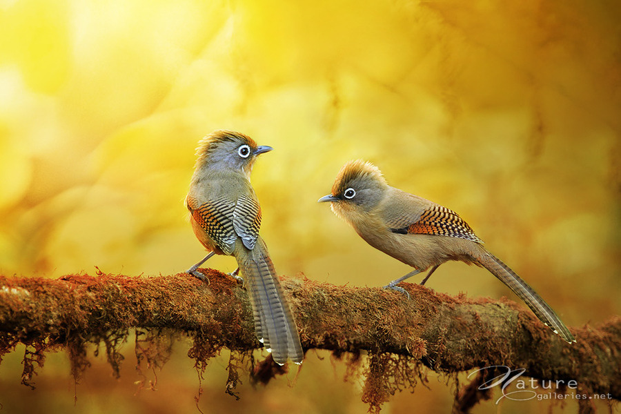 fairy-wren:  spectacled barwing (photos by sasi-smit) 