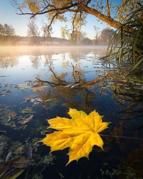 Foggy autumn morningby Александр Кыров