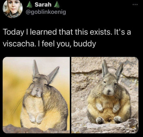 valkyriexpandora:Same energy  Some days we are all Viscacha.