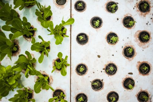 aquaticspacepussy:  photojmoss:  Charles Hendrix showed me around his Aquaponics greenhouse the other day. Aquaponics is a growing process in which Tilapia (and, less so, goldfish and koi) provide nutrients for the plants (which are primarily lettuces