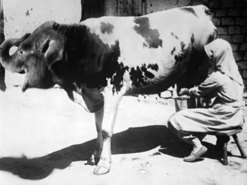 Femme trayant une vache à tête d'éléphant, Pays-Bas, lieu inconnu, 1932.