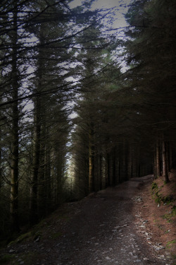 sean-o-neill-photography: Forest path