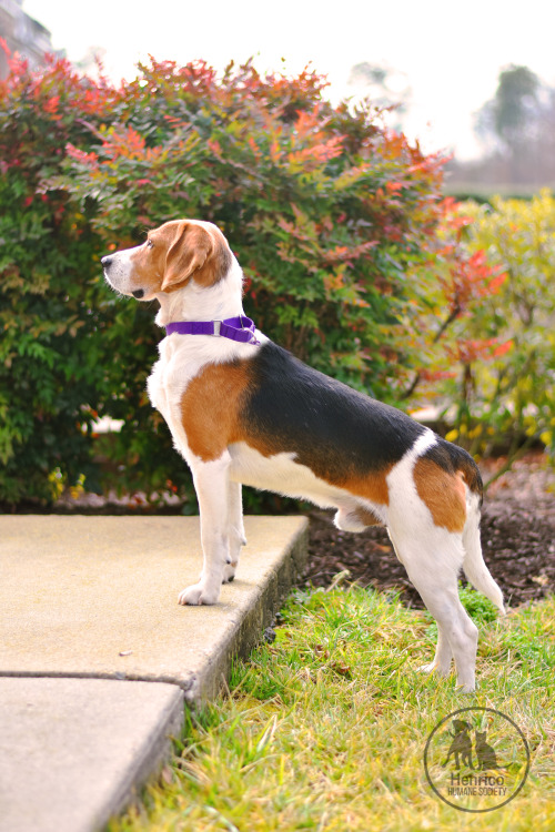  Lance is available for adoption from Henrico Humane Society! 