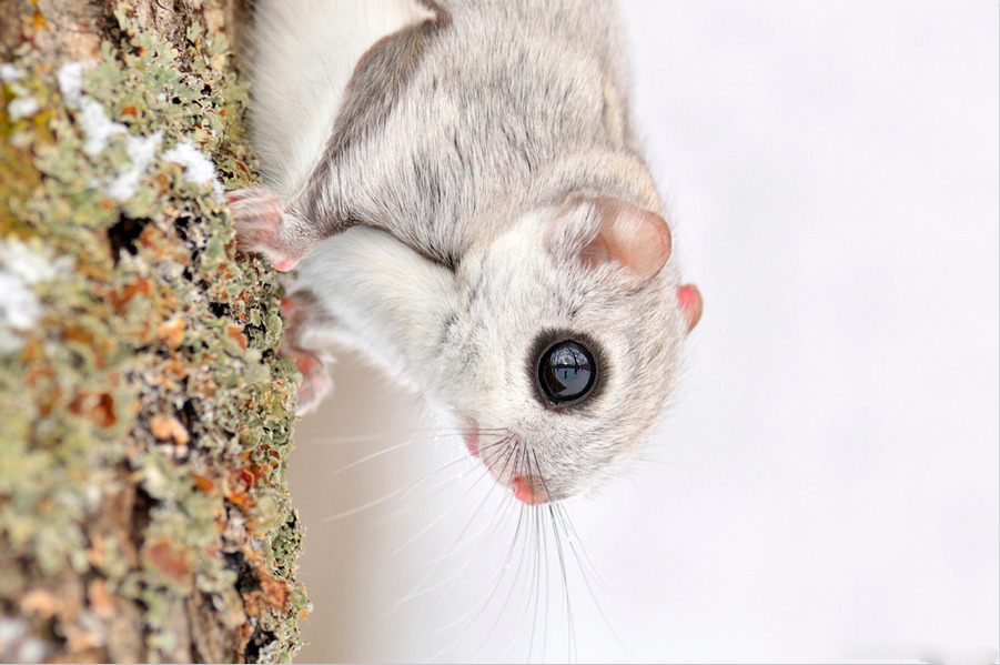 nature-madness:  Russian Flying Squirrel | Masatsugu Ohashi