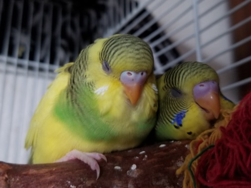 They popped out to play with the toy and then fell asleep