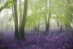 magic-spelldust:  Morning Wonder by ildiko-neer