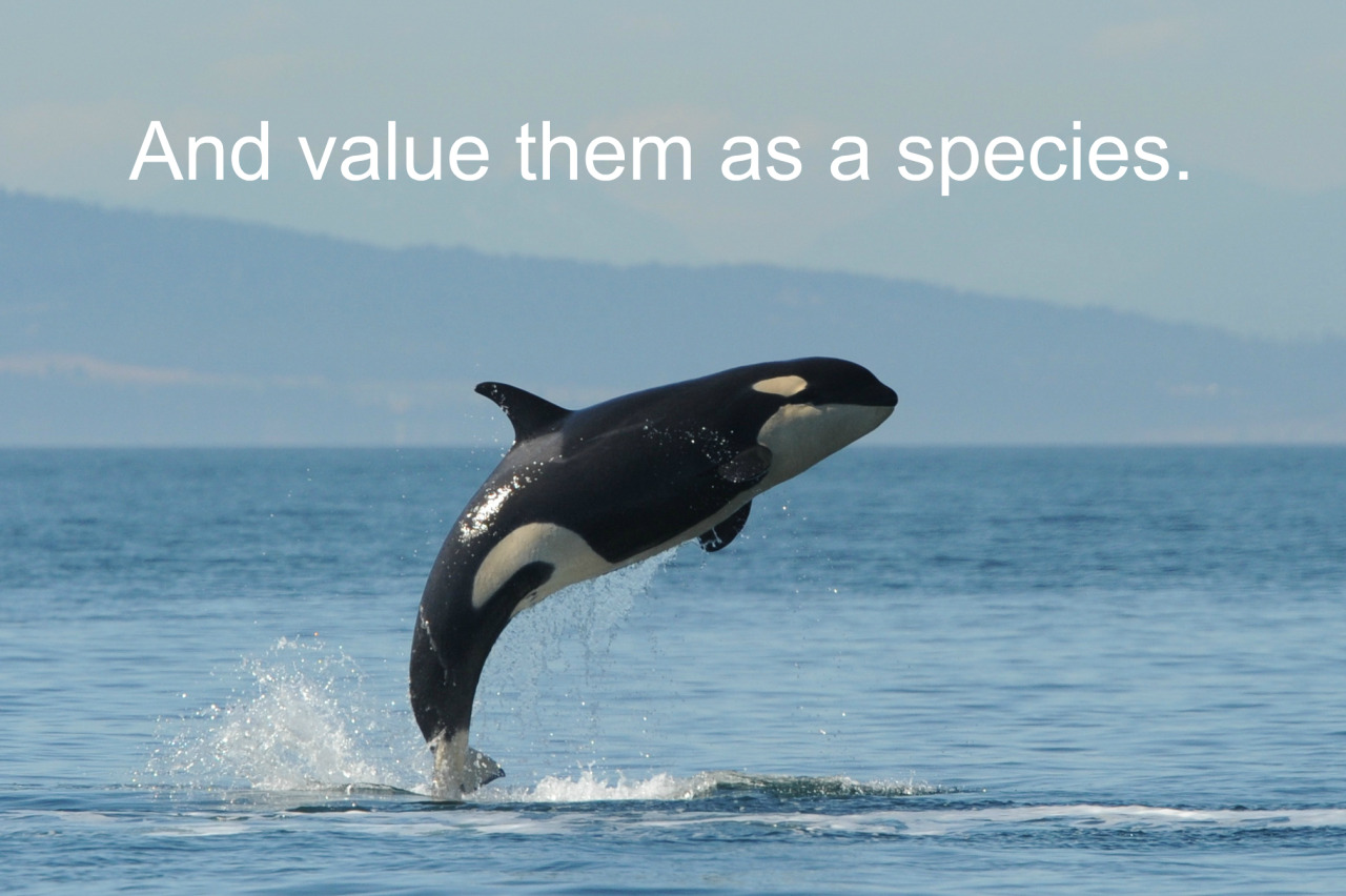 officialkakyointenmei:  adviceforvegans:Say NO to captivity!pls do not compare zoos