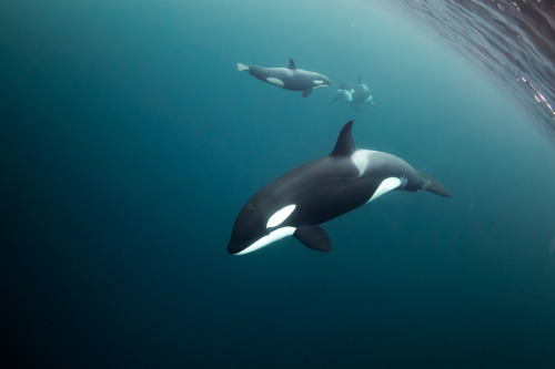 Freediving with orcas: The humbling experience