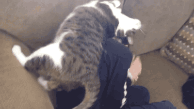 thelolgifs:  LOVE ME! 