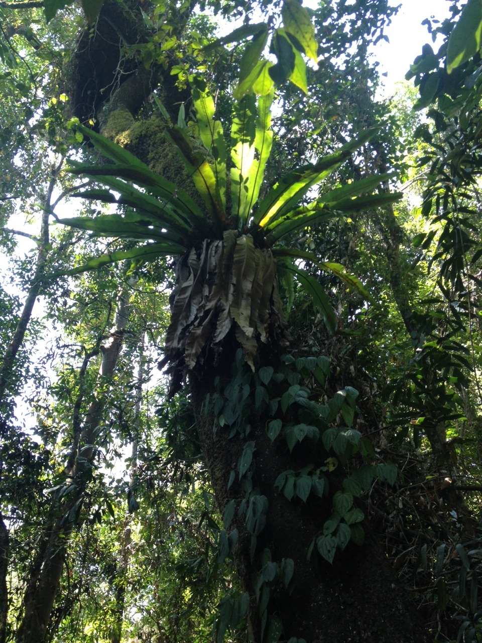 Through the rain forest and down the the river bank. It really grips you and pulls