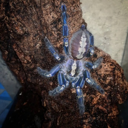 #poecilotheriametallica #tarantulasofinstagram #pets #tarantulas #gootysapphireornamental ww