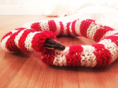 catsbeaversandducks:  Snakey is a 4 year old Ball Python who loves going on adventures.  Photos by Snakey The Ball Python 