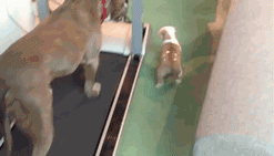 kiggor:  This pit bull puppy has the eye of the tiger 