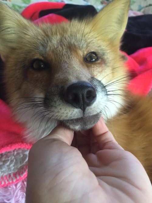 favourablefox: only the cutest red fox in the world (besides kodathefox obvs) What a sweet little fo