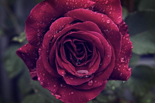 gorgeous&hellip;sumptuous color&hellip;soft velvety wet petals&hellip;and glorious fragr