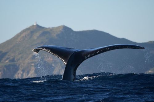 Whale Watching in Baja California! To read this story (and more!) follow the link in our bio.⁠⠀⠀ Pho