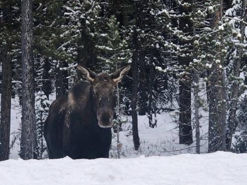 anaisnein:sang-the-sun-in-flight:valiantfoxdinosaur:theweirdwideweb:my name is Moose,and wen its day