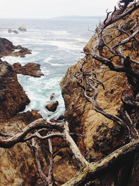 brutalgeneration:  From the cypress grove. Point Lobos State Reserve, CA. by m. wriston