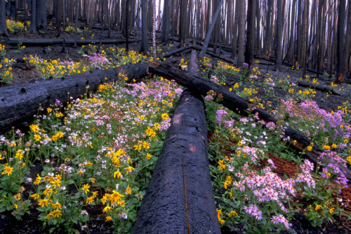expressions-of-nature: by wanderingYew2 Yellowstone Wildflowers, Regeneration after a forest fire.