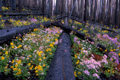 expressions-of-nature: by wanderingYew2 Yellowstone Wildflowers, Regeneration after a fore