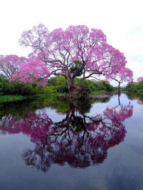 opticallyaddicted:A Blooming Piuva Tree -BrazilThis reflective photograph is just one of the reasons