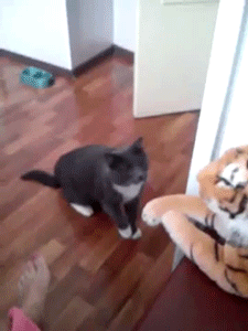 sizvideos:  Cat really hates this tiger (Video)