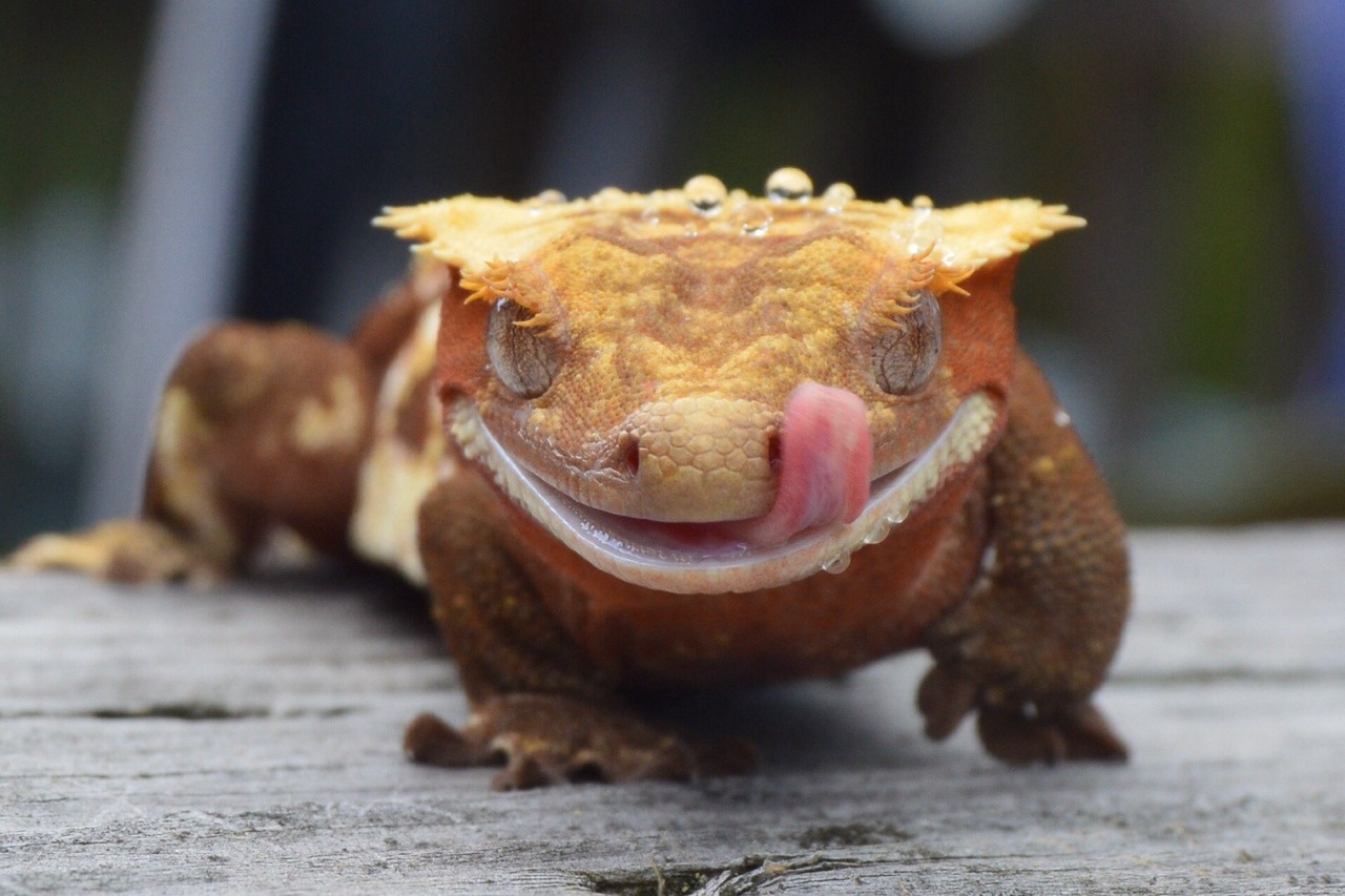 crested-gecko:  Jaeger strutting his stuff 