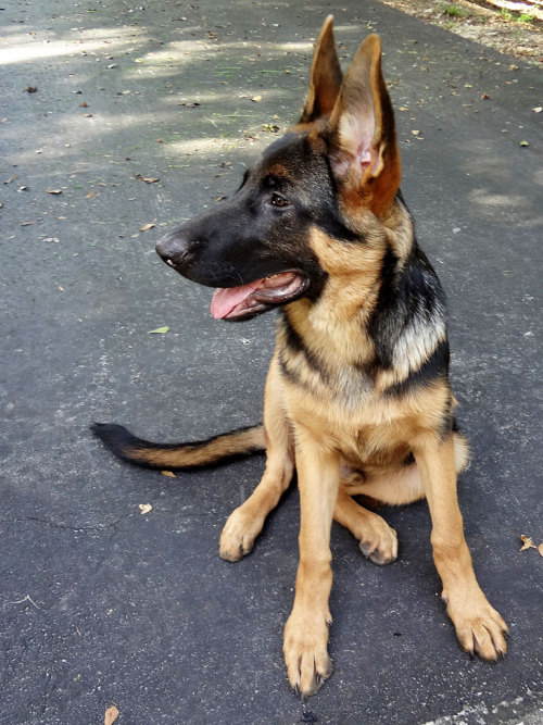 germanshepherddogs:  mainenaturegreyhounds:  That’s not a Greyhound…That’s Rocko: What can I say, I fell in love with Rocko while visiting with Mom, in Florida. Rocko belongs to Mom’s neighbor, Joe, and is a gorgeous 4 month old German Shepherd