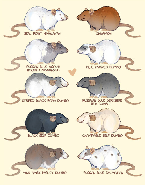 Porn marmotdoodles:  Some rat colors and markings! photos
