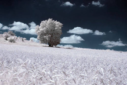 bobbycaputo:  Infrared Nature Photography by Przemyslaw Kruk   