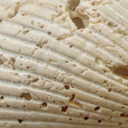 brownsilkandflowers:Details on the shells I’ve collected.