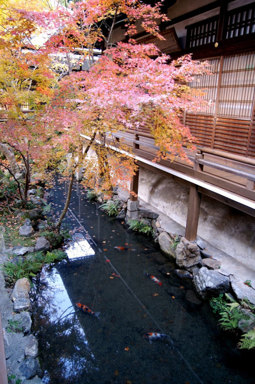 Autumn Leaves @ Eikando (2005/11/26 Eikando, Kyoto, JAPAN)By : Hideyuki KAMON