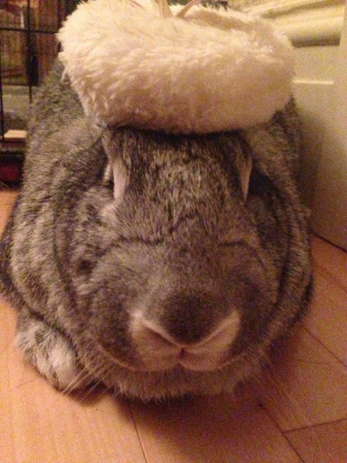 bunny puff is not amused