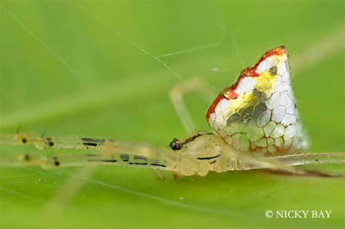 odditiesoflife:  The Strangest Spiders Ever A mirror spider? These macro shots of spiders were photographed by Nicky Bay who lives and works in Singapore. The endless biodiversity found on the country’s 64 islands includes a vast array of insects and