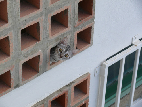 Jack-in-the-box (by Aurélien et Lyra en Guyane)