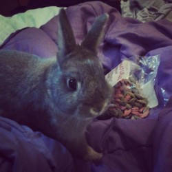 Woke up the better half by putting my adorable little king of bunny-hell on the bed on top of her this morning after her night shift.   She took this picture and said it was the cutest wake up :)