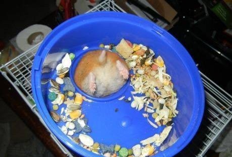 Porn tastefullyoffensive:  Hamster Butts [via] photos