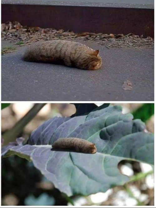 coolcatgroup: cursedcatpictures: submitted by: vexiishoal @mostlycatsmostly A CATTAPILLAR