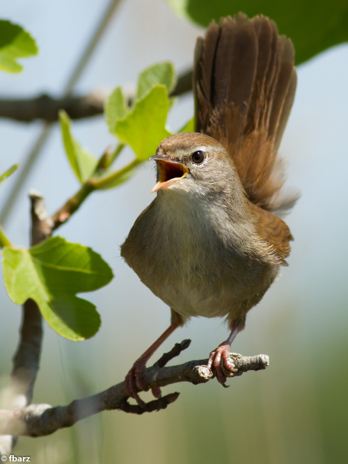 Cetti&rsquo;s Warbler (Cettia cetti) &gt;&gt;by fbarz