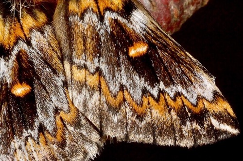 Male Chilean Silkmoths, Ormiscodes Schmidtnielseni, Saturniidae