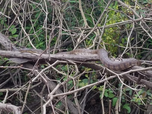 A couple N. rhombifer spotted out kayaking this morning.