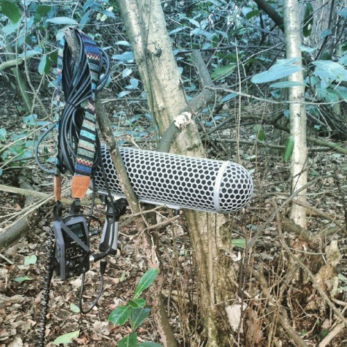 Bringing a new meaning to a &ldquo;wild track&rdquo;. #audiotests #zoomh6 #rode #forest #nat