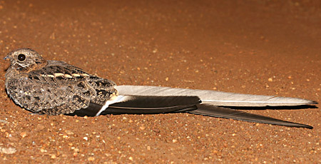 typhlonectes:potatobirds:pennant-winged nightjar (Caprimulgus vexillarius), Africaphotos: tanzaniabi