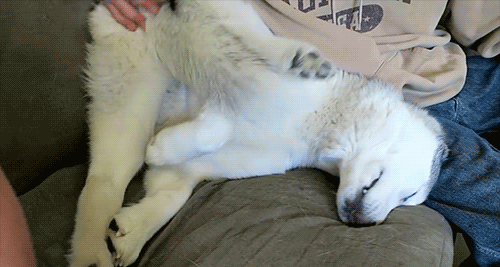 Snow Dogs Vlogs - MEMPHIS ARE YOU BROKEN?