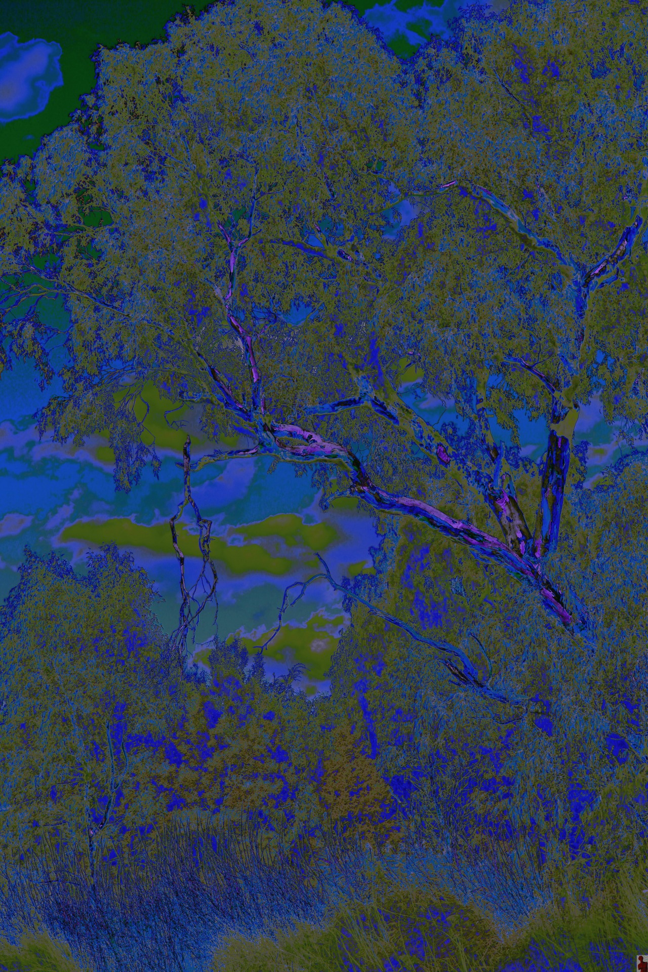 pureblindingcolour:  Blue Forest by pureblindingcolour