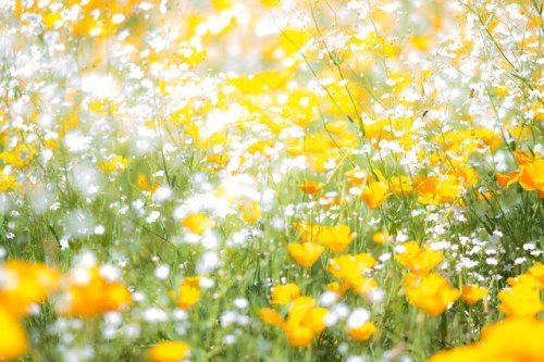 floralls:by osamu kume