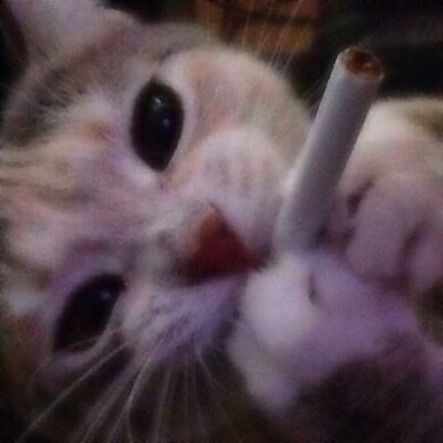 G-gatitos??