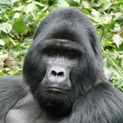 slumbermancer: slumbermancer: there are SO so many pictures of gorillas with this sort of face, this wise but mischievous expression, and all of them are full of such incredible power. I’m charging up just looking at them.  This gorilla could cast