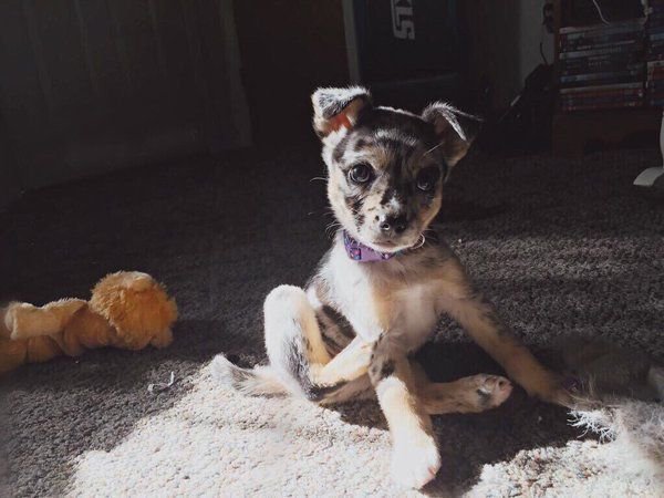babyanimalgifs:Cutest oreo puppy ever